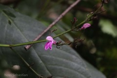 Diotacanthus grandis